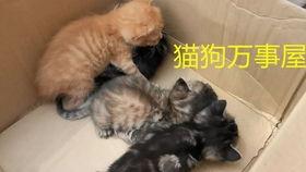 娱乐吃瓜酱虐猫博主,揭秘网络暴力背后的真相